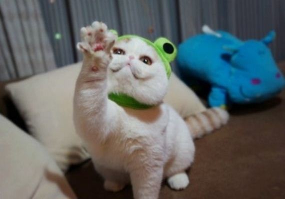 Fashionable Looks Worn By Snoopy The Cat